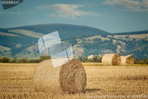 Image of Haystacks on the Field