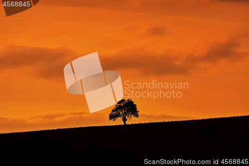 Image of Silhouette of a Tree