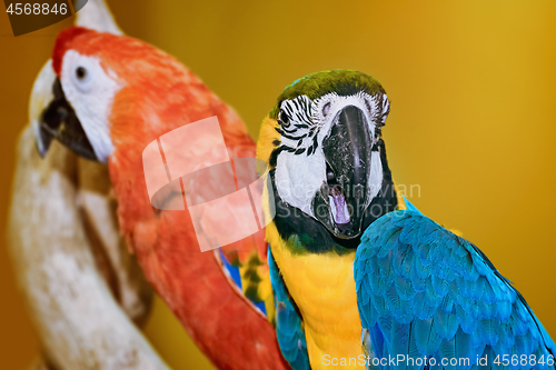 Image of The Macaw Parrots