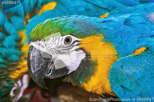 Image of The Macaw Parrot