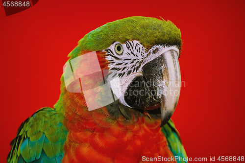 Image of The Macaw Parrot