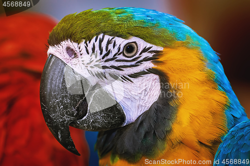 Image of The Macaw Parrot