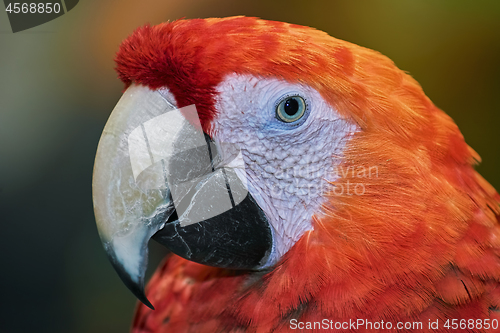 Image of The Macaw Parrot