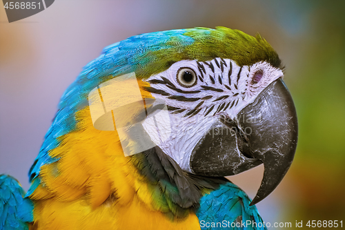 Image of The Macaw Parrot