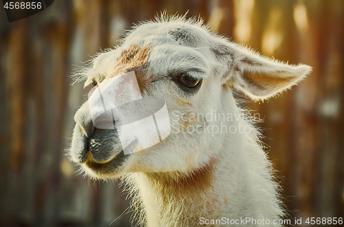 Image of Portrait of Llama