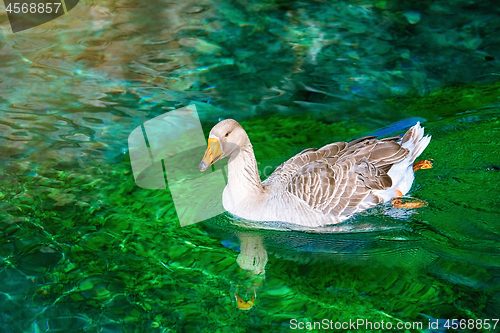 Image of Goose on the Lake