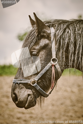 Image of Portrait of Horse