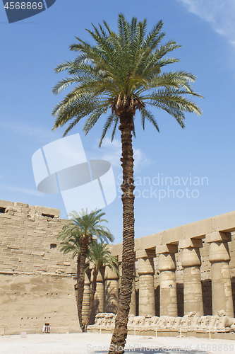 Image of Palm tree against the ancient ruins in Karnak Temple in Egypt