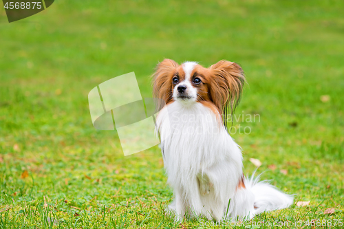 Image of Portrait of a papillon purebreed dog
