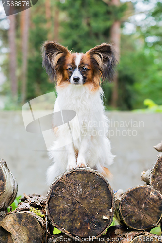 Image of Portrait of a papillon purebreed dog