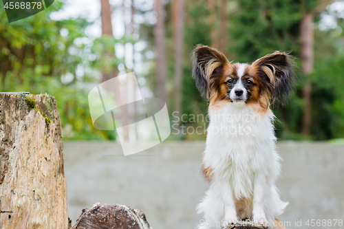 Image of Portrait of a papillon purebreed dog