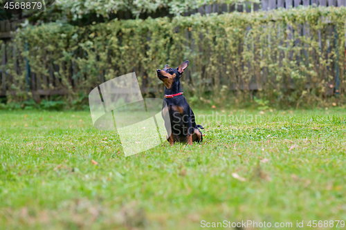 Image of Portrait of a red miniature pinscher dog