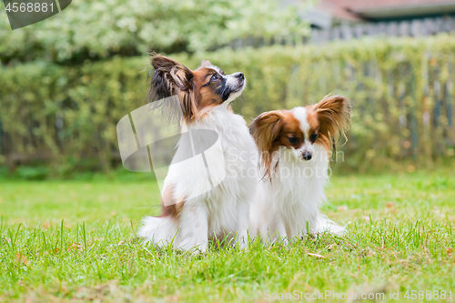 Image of Portrait of a papillon purebreed dogs