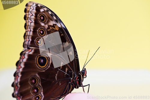 Image of Macro morpho butterfly