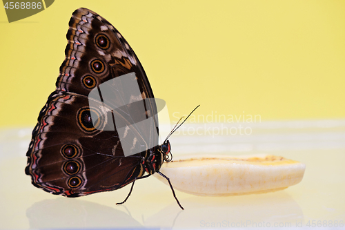 Image of Macro morpho butterfly