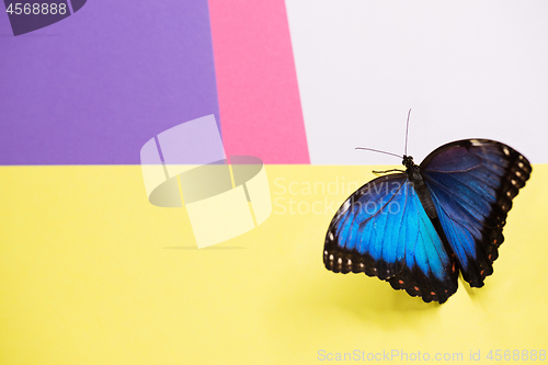 Image of Morpho butterfly macro shot