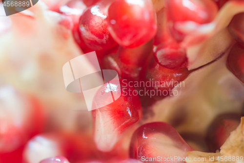 Image of Macro shooting of pomegranate grains