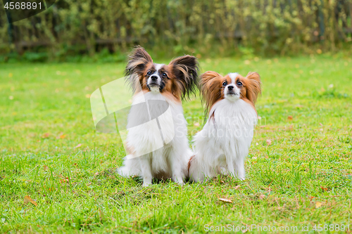 Image of Portrait of a papillon purebreed dogs