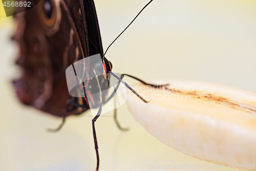 Image of Macro morpho butterfly