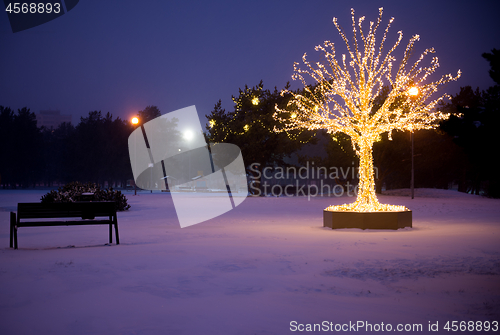 Image of Gold lights Christmas Tree