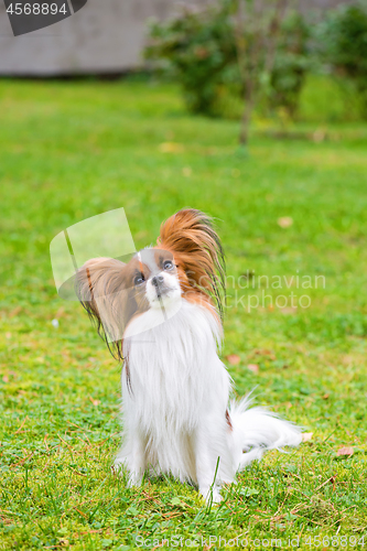 Image of Portrait of a papillon purebreed dog