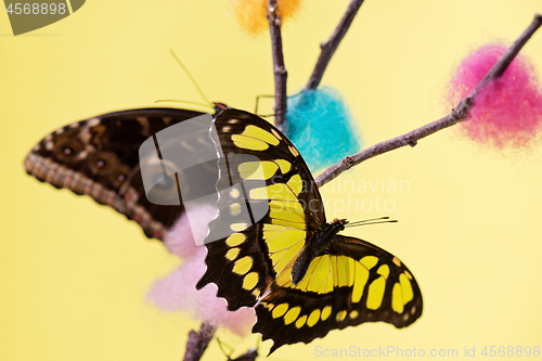Image of Tropical butterflies over yellow