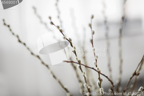 Image of close up of pussy willow branches indoors