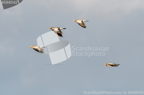 Image of Flying Stock Doves against a blue sky