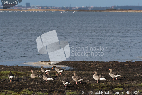 Image of Group Greylag Geese by seaside