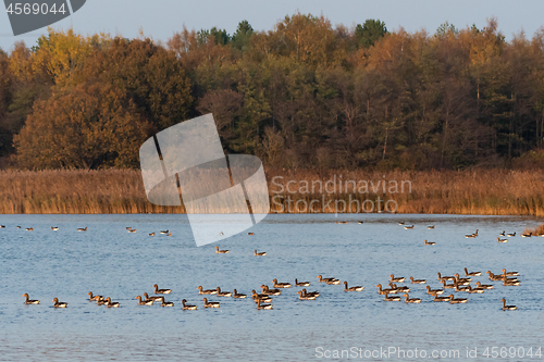 Image of Migrating Greylag Geese taking a break in a bay