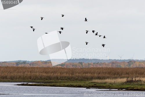 Image of Group with Grey Herons flying over a wetland