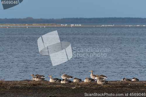 Image of Greylag Geese by seaside