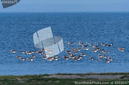 Image of Greylag Geese flock by the coast