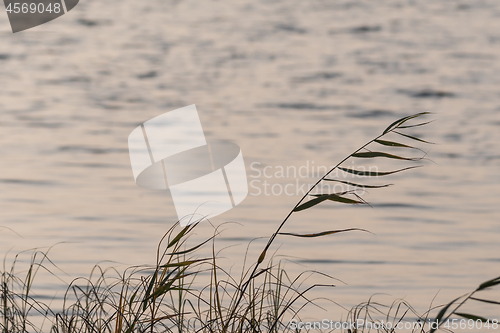 Image of Reed plants silhouettes in fall season