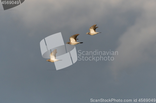 Image of Sunlit Stock Doves in flight