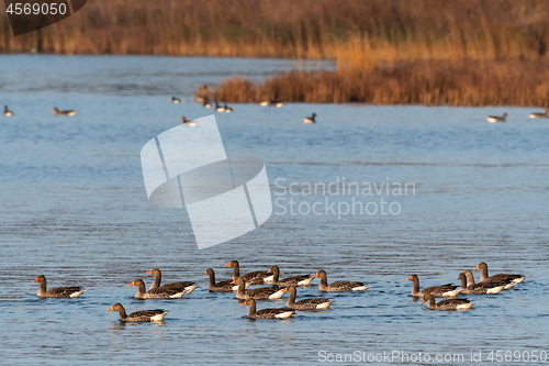 Image of Flock with Greylag Geese swimming by fall season