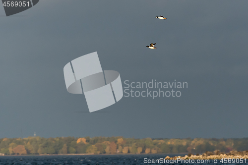 Image of Two male Common Goldeneye flying over the sea