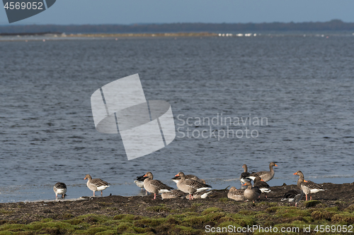 Image of Group with Greylag Geese taking a break by seaside