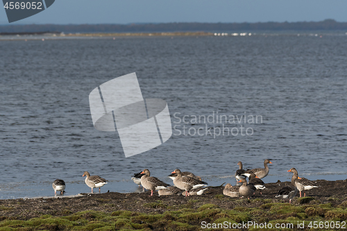 Image of Group with Greylag Geese taking a break by seaside