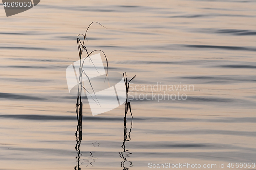 Image of Redd plants silhouettes refelcting in water