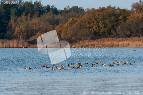 Image of Fall season view with Greylag Geese in a bay