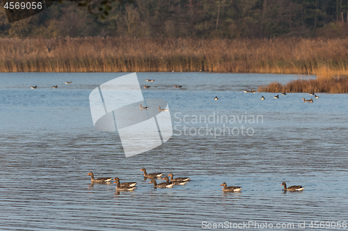 Image of Greylag Geese swimming in a bay