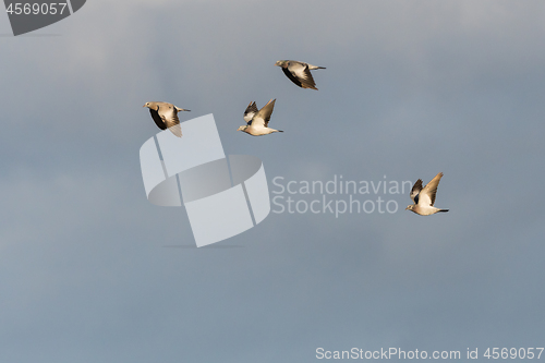 Image of Migrating Stock Doves