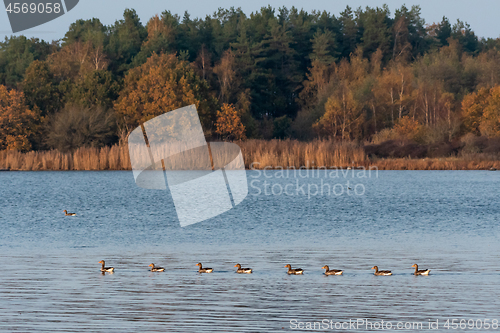 Image of Greylag Geese swimming in a line by fall season