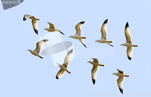 Image of Flight of the gulls