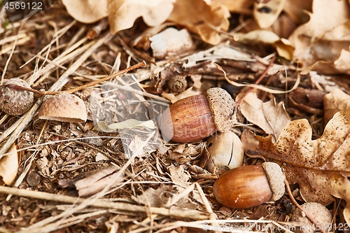 Image of Acorn on the ground