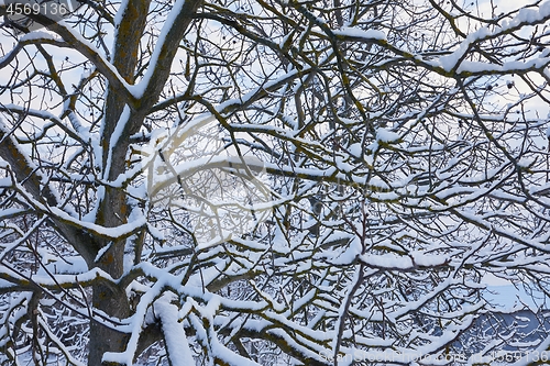 Image of Tree branches with fresh snow