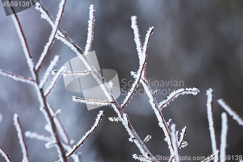 Image of Icy Frosted Branches