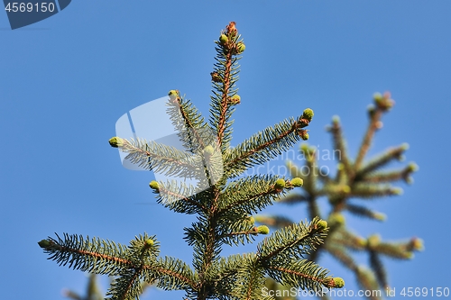 Image of Pine Tree Closeup