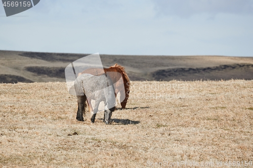 Image of Horse grazing in Iceland